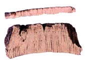 Outline of female cork